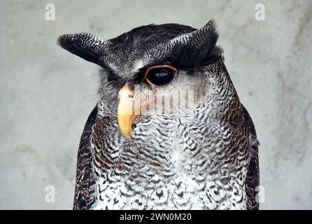 Gufo di aquila barrata, gufo di aquila malese, malese-Uhu, bruyant Grand-duc, bubo sumatranus, pamatos uhu, Malesia, Asia Foto Stock