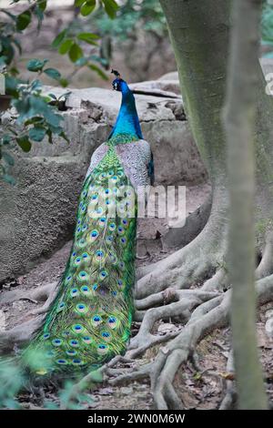 Un pavone maschio mostra la sua testa piuma Foto Stock