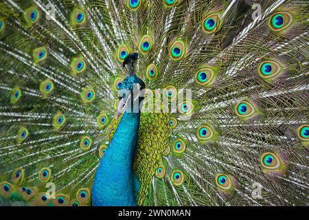 Un pavone maschio mostra la sua testa piuma Foto Stock