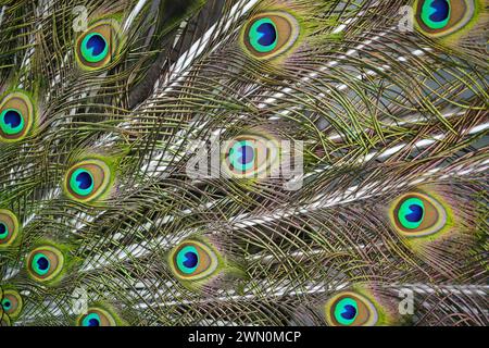 Un pavone maschio mostra la sua testa piuma Foto Stock