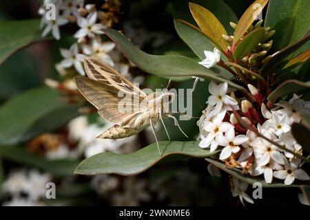 Hawk-Moth a strisce (Hyles livornica) ai fiori del Bush del veleno delle dune Foto Stock