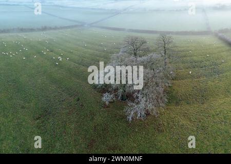 Gruppo di alberi con brina in un paesaggio rurale medievale. Foto Stock