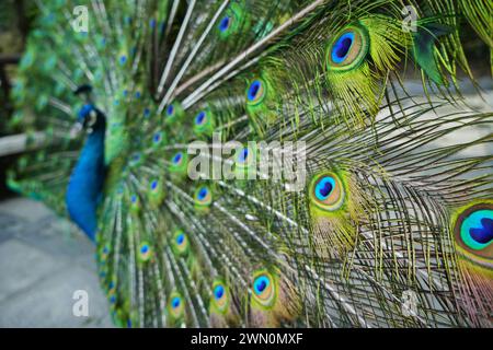 Un pavone maschio mostra la sua testa piuma Foto Stock