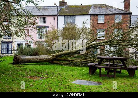 Albero sradicato caduto nel cimitero della chiesa di St Peters, strada principale di Marlborough Wiltshire Regno Unito Foto Stock