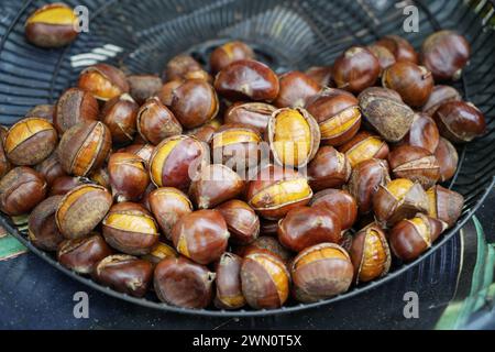 Arrostire le castagne in una padella speciale sopra un fuoco aperto. Foto Stock