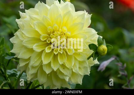 Primo piano di un canarino fubuki dahlia in fiore Foto Stock