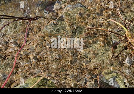 Eriocheir sinensis, Chinesische Wollhandkrabben, granchio mitten cinese, granchio peloso di Shanghai, Geesthacht Foto Stock
