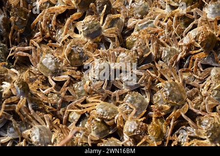 Eriocheir sinensis, Chinesische Wollhandkrabben, granchio mitten cinese, granchio peloso di Shanghai, Geesthacht Foto Stock