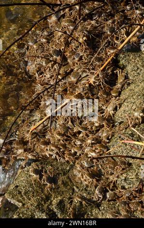 Eriocheir sinensis, Chinesische Wollhandkrabben, granchio mitten cinese, granchio peloso di Shanghai, Geesthacht Foto Stock