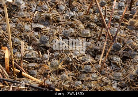 Eriocheir sinensis, Chinesische Wollhandkrabben, granchio mitten cinese, granchio peloso di Shanghai, Geesthacht Foto Stock