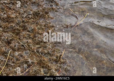 Eriocheir sinensis, Chinesische Wollhandkrabben, granchio mitten cinese, granchio peloso di Shanghai, Geesthacht Foto Stock