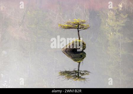 Fairy Lake Bonsai Tree (un piccolo abete di Douglas che cresce su un tronco sommerso nel lago Fairy) - Port Renfrew, Isola di Vancouver, Columbia Britannica, Canada Foto Stock