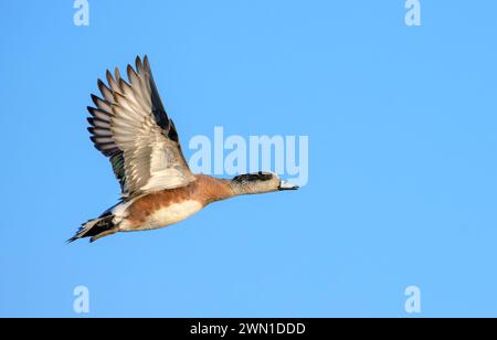 American Wigeon (Mareca americana) drake vola nel cielo blu, Galveston, Texas, USA. Foto Stock