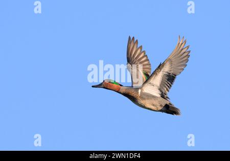 Tè con alata verde (Anas crecca) drake vola nel cielo blu, Galveston, Texas, Stati Uniti Foto Stock