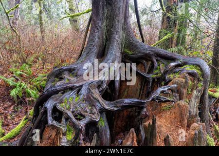 Radici di alberi che crescono sul tronco delle infermiere - Goldstream Provincial Park vicino a Victoria, Vancouver Island, British Columbia, Canada Foto Stock