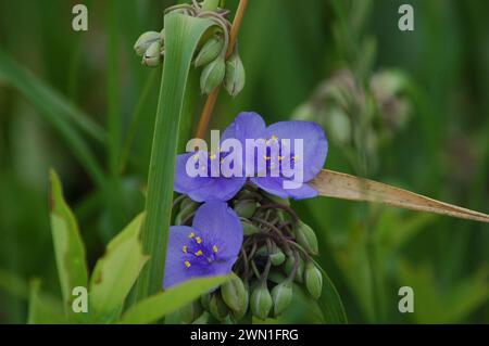 un gruppo di fiori di ragno Foto Stock