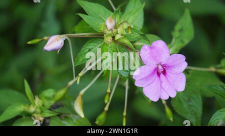 Impatiens walleriana (Impatiens sultanii, Lizzie occupato, Isole britanniche, balsamo, sultana, semplicemente impatiens). Gli steli sono semi-succulenti Foto Stock