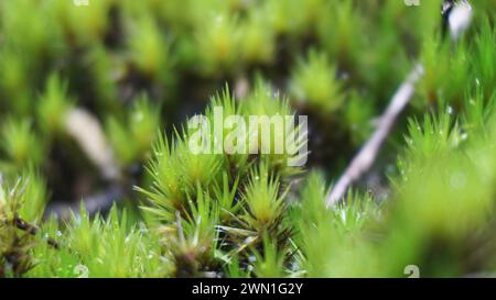 Campylopus introflexus (muschio delle stelle della brughiera, muschio del carro armato). Le singole piante misurano 0,55 centimetri (0.201.97 pollici), con foglie lanceolate di 46 mm Foto Stock