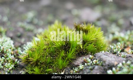 Campylopus introflexus (muschio delle stelle della brughiera, muschio del carro armato). Le singole piante misurano 0,55 centimetri (0.201.97 pollici), con foglie lanceolate di 46 mm Foto Stock