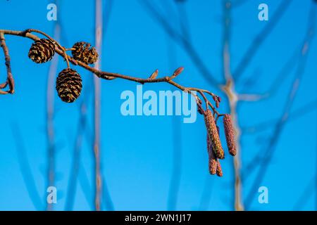 I gatti maschi arrotondati e allungati sull'albero di ontano (Alnus glutinosa) a gennaio, Peterborough, Cambridgeshire, Inghilterra Foto Stock