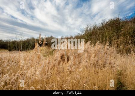 Dogsthorpe Star Pit Nature Reserve, un'ex fossa di mattoni a Peterborough, Cambridgeshire, ora restaurata come riserva naturale Foto Stock