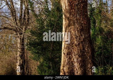 Antico platano londinese (Platanus x hispanica) in inverno a Bluebell Woods, Peterborough, Cambridgeshire, Inghilterra Foto Stock