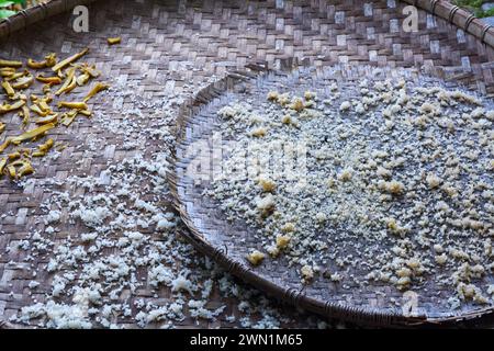 Germogli di bambù secchi e tagliati isolati su fondo marrone. Foto Stock