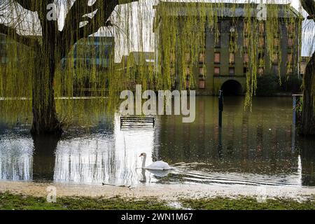 Il fiume Nene in alluvione nel centro di Peterborough, febbraio 2024. Il materiale marrone lungo il bordo dell'acqua sembra un deposito di scorie di origine sconosciuta Foto Stock