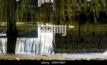 Il fiume Nene in alluvione nel centro di Peterborough, febbraio 2024. Il materiale marrone lungo il bordo dell'acqua sembra un deposito di scorie di origine sconosciuta Foto Stock