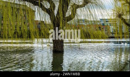 Il fiume Nene in alluvione nel centro di Peterborough, Cambridgeshire, febbraio 2024. Il livello delle inondazioni nel 2024 sembra essere superiore agli anni precedenti. Foto Stock