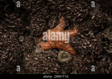 Orange Sea Star si aggrappa a cozze e Anemone Covered Rock nella Tide Pool Foto Stock
