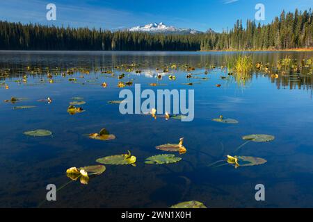 Lago d'oro con Diamond Peak, Willamette National Forest, Oregon Foto Stock