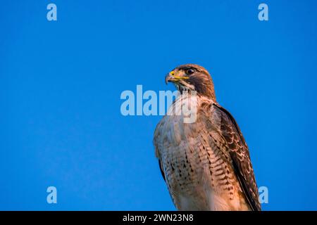 Un falco guarda avanti con una posa potente. Foto Stock