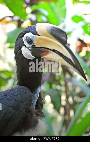 Primo piano di un carpino orientale (Anthracoceros albirostris) nello zoo, fotografato allo zoo di Bali a Singapadu, Sukawati, Gianyar, Bali, Indonesia. Foto Stock