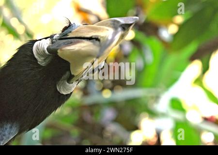 Primo piano di un carpino orientale (Anthracoceros albirostris) nello zoo, fotografato allo zoo di Bali a Singapadu, Sukawati, Gianyar, Bali, Indonesia. Foto Stock