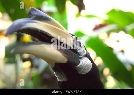 Primo piano di un carpino orientale (Anthracoceros albirostris) nello zoo, fotografato allo zoo di Bali a Singapadu, Sukawati, Gianyar, Bali, Indonesia. Foto Stock