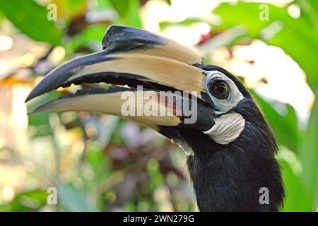 Primo piano di un carpino orientale (Anthracoceros albirostris) nello zoo, fotografato allo zoo di Bali a Singapadu, Sukawati, Gianyar, Bali, Indonesia. Foto Stock