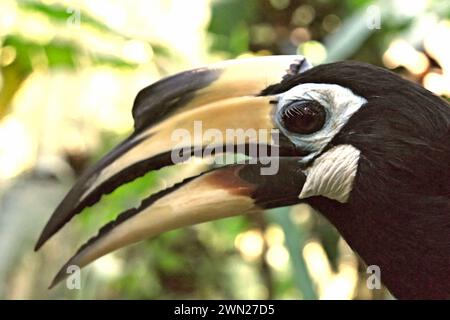 Primo piano di un carpino orientale (Anthracoceros albirostris) nello zoo, fotografato allo zoo di Bali a Singapadu, Sukawati, Gianyar, Bali, Indonesia. Foto Stock