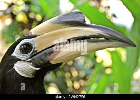 Primo piano di un carpino orientale (Anthracoceros albirostris) nello zoo, fotografato allo zoo di Bali a Singapadu, Sukawati, Gianyar, Bali, Indonesia. Foto Stock