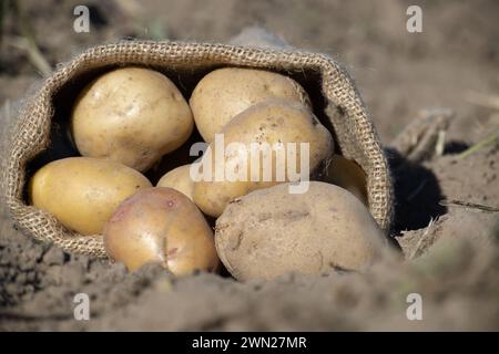 Il sacco di rapa è sdraiato a terra, con il suo contenuto di patate dorate sparse sul terreno bruno circostante Foto Stock