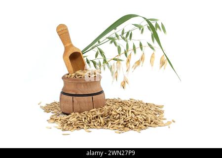 Cumulo di chicchi di avena organici con carene o bucce isolate su sfondo bianco. Chicchi di avena interi con buccia. Agricoltura, dieta e nutrizione Foto Stock