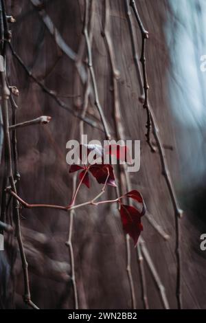 Sussurri della natura, echi d'autunno, le ultime foglie rosse solitarie sull'arrampicatore arido che resistono contro il freddo inverno. Foto Stock