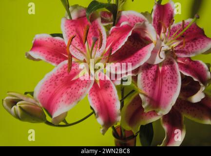 Disinnescata bellezza naturale dei gigli ornamentali creati per un concetto artistico colorato, illuminando forme, motivi, linee e texture della natura. Foto Stock