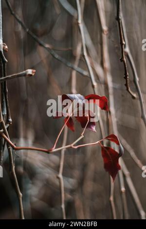 Sussurri della natura, echi d'autunno, le ultime foglie rosse solitarie sull'arrampicatore arido che resistono contro il freddo inverno. Foto Stock