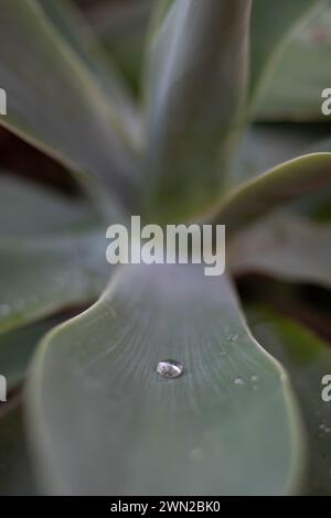 Un'unica goccia d'acqua fresca e pura, sola sulla foglia di una pianta succulenta di Agave. Tranquilla, serena ed eleganza botanica. Foto Stock