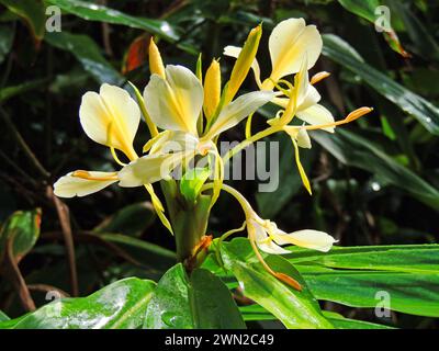 Primo piano del grazioso zenzero giallo che fiorisce lungo un sentiero escursionistico nella foresta pluviale di kauai, Hawaii Foto Stock