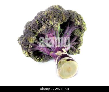 broccoli viola davanti a sfondo bianco Foto Stock