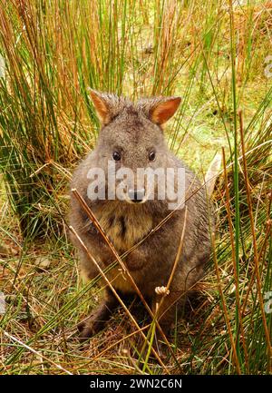 primo piano di un simpatico pademelon in piedi nella spazzola del parco nazionale di montagna cradle, tasmania, australia Foto Stock