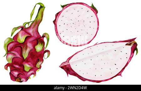 Set di acquerelli Dragon Fruit. Pitahaya esotica intera e tagliata a fette con semi su sfondo bianco isolato. Dipinto a mano. Disegno realistico di Foto Stock