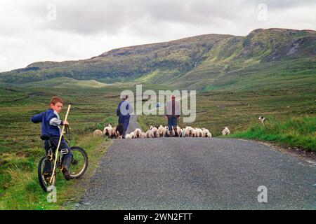 Pecore sulla strada, contadino, figli, ragazzo, bicicletta, Dog, County Donegal, Repubblica d'Irlanda, 29 luglio 1993 Foto Stock